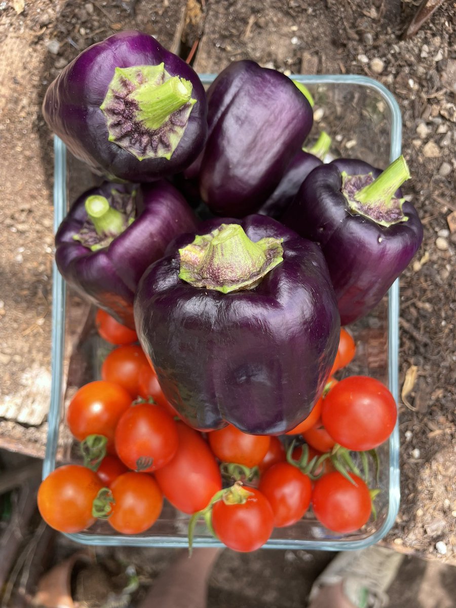 StevePhillips85's tweet image. 😎 another step towards self sufficiency #greenhouse