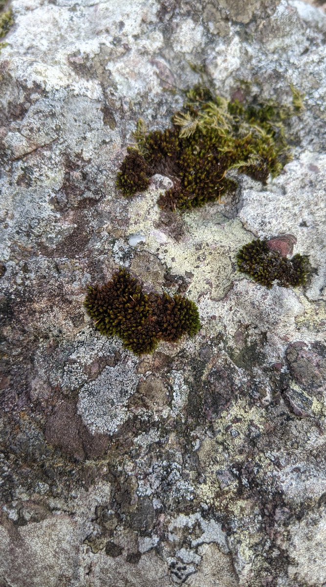 bryofloristic's tweet photo. Ulota hutchinsiae is a common moss on rocks in Kerry, seen here on the southern path to Más an Tiompán. Usually this genus is confined to trees with basic bark, but U. hutchinsiae tolerates acidic rocks. The leaves are brown below and don't crisp around the stem https://t.co/IlLnhRTn2R