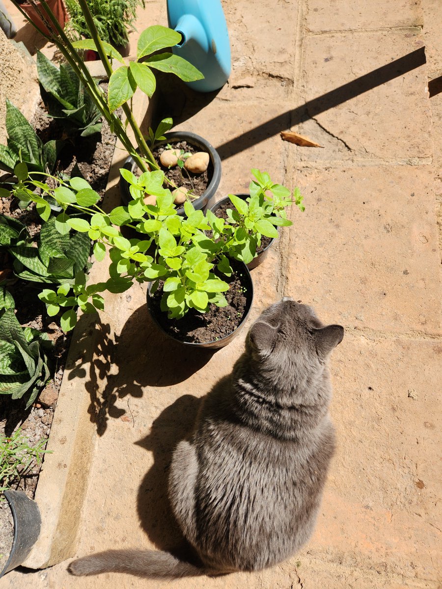 CorreaMaLeticia's tweet photo. #CatsOfTwitter #Riode https://t.co/HdOZlFDeua