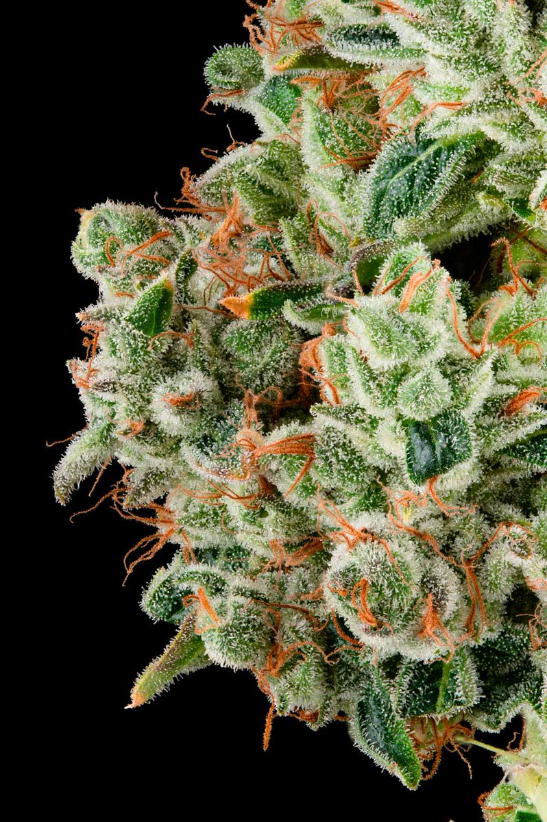 CHERRY DIESEL: Up Close &amp; MACRO - Like &amp; Share If You ♥️ Craft Cannabis!

Just look at those luscious #trichomes full of blissful #THC euphoric pain relief

#CannabisCultivation #CannabisCommunity #cannabisindustry #cannabis #Macro #Weedmob #weedsmokers #weedlife #420friendly