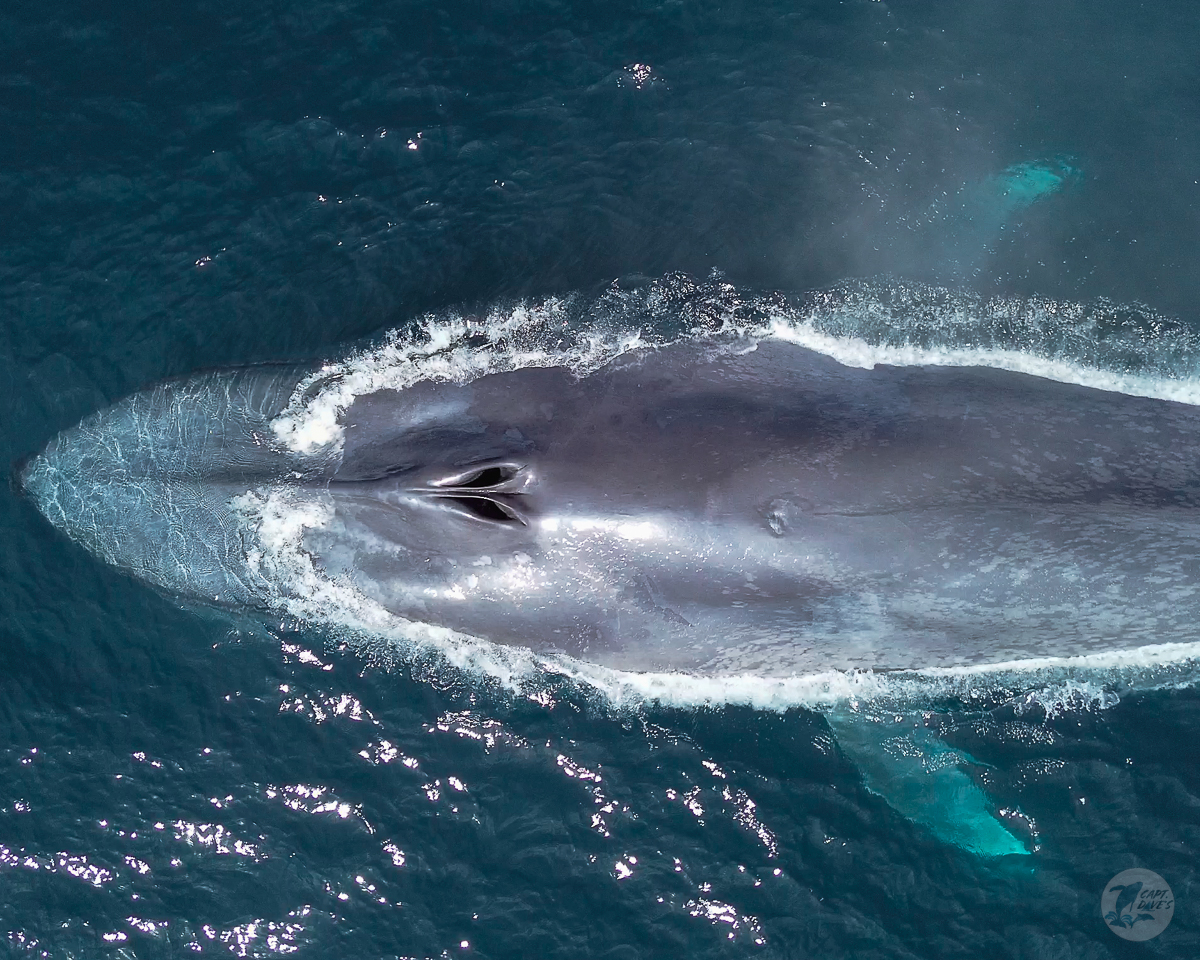 Seeing #bluewhales from the bows of our boats is something spectacular &amp; we also love getting the chance to see what they look like from the air. The birds eye view we get from a drone gives us a new perspective &amp; we’re more than happy to share!
(📷: Matt Stumpf 7.20.23)