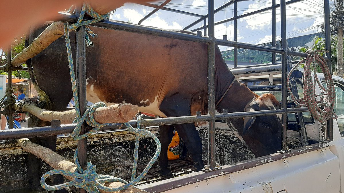 CdSequeira's tweet photo. Última rifa de una vaca con motivo de las fiestas agostinas 2023 en Juigalpa https://t.co/bkrn3dS9US