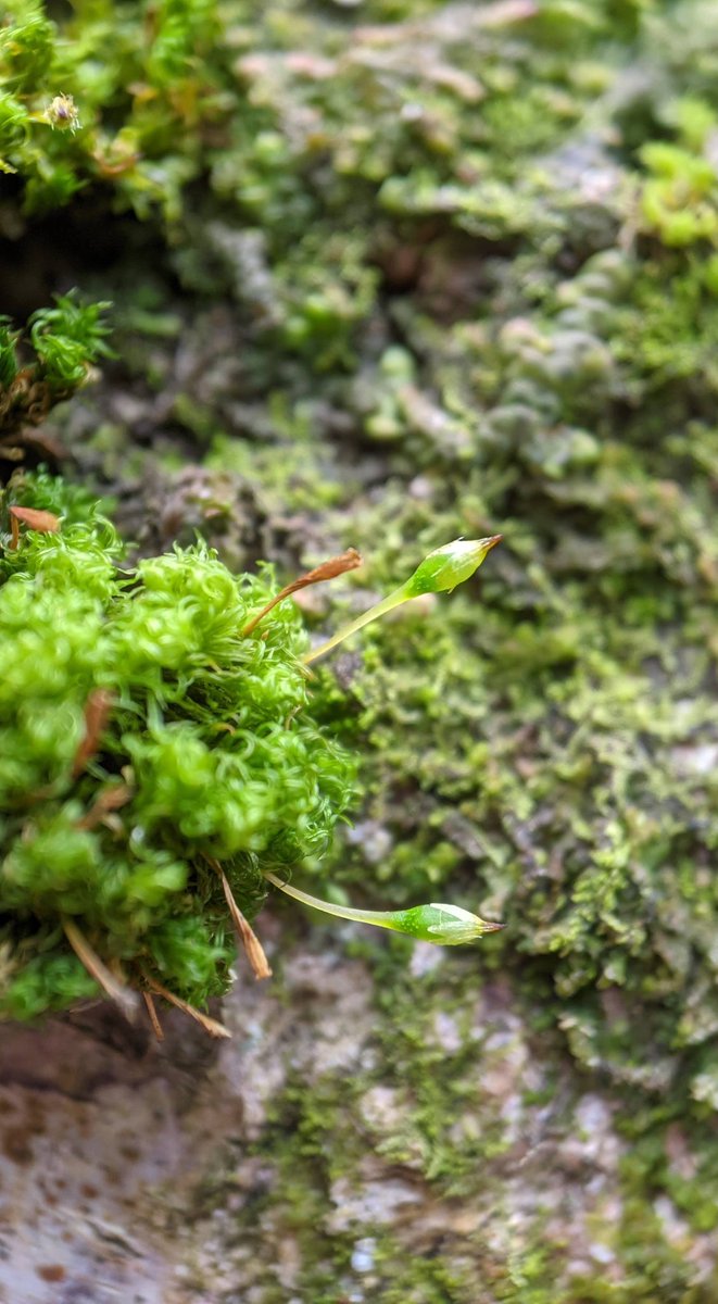 bryofloristic's tweet photo. For comparison, here's Ulota calvescens, with crisped leaves. Also a common species in this area, but on trees https://t.co/5nmlWTOJMJ