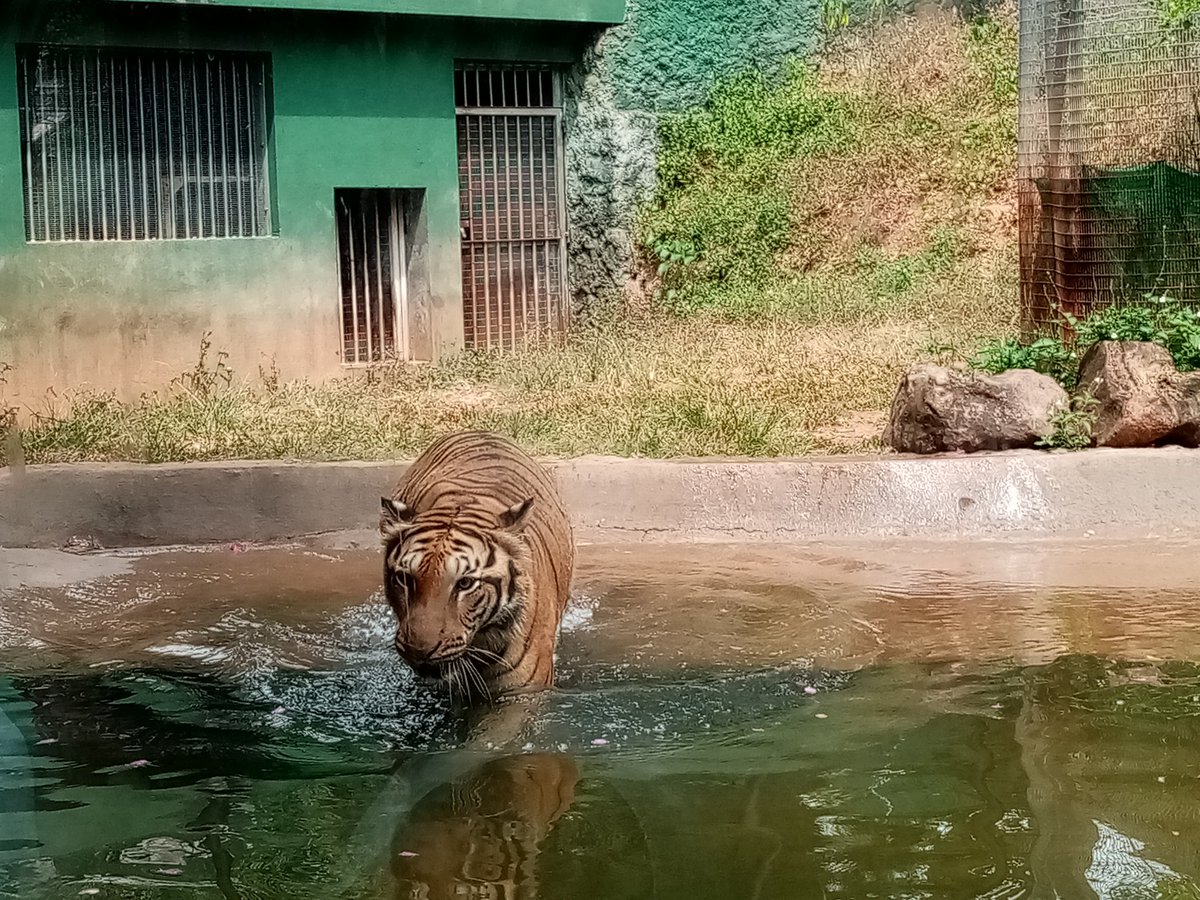 BULLET CLUB FANS tweet media