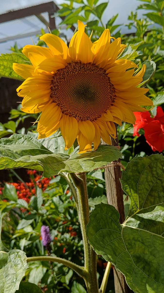 Free_Hand's tweet photo. @Prog_May_Bee @jane_2504 the ☀️ is out https://t.co/xPa3AD15si