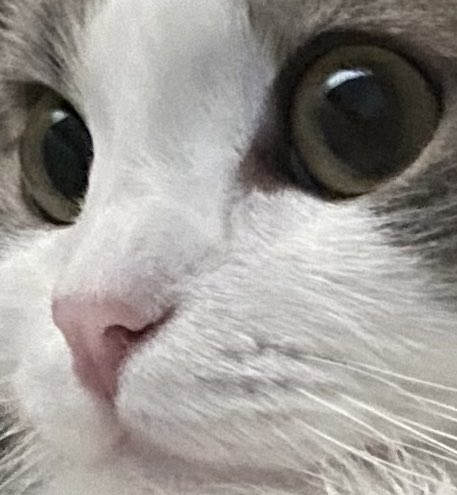 MelocoKyoran's tweet photo. Thank you so much for coming today and celebrating 300k sub with me😭❤️✨And also I'm celebrating my kitty's birthday rn hehe
First reveal melonya🐈 https://t.co/k0dpgdM5KY