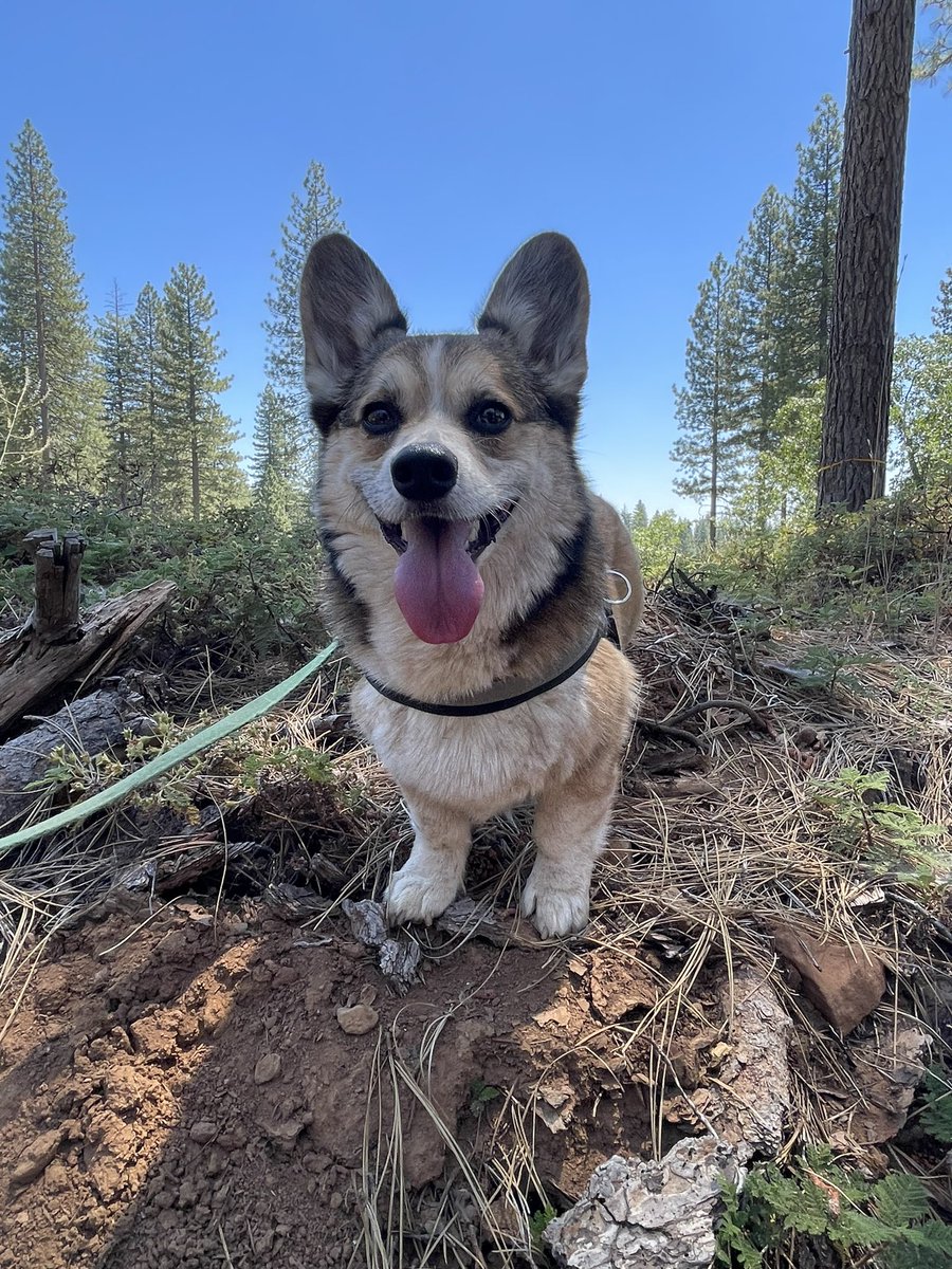 We love the mountains. 

#CorgiCrew