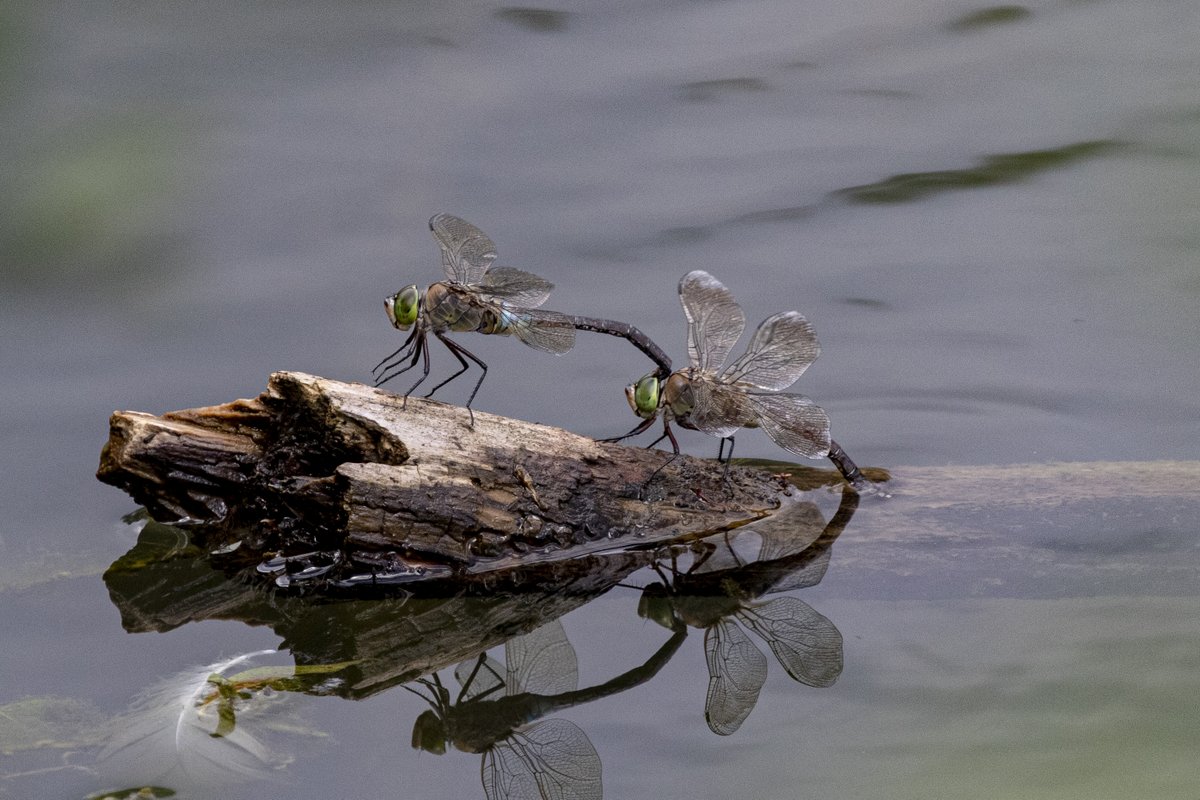 Ovipositing Lesser Emperor at Lower Moor Farm in Wiltshire. <a href="/BDSdragonflies/">British Dragonfly Society</a> <a href="/WiltsWildlife/">Wilts Wildlife Trust</a> <a href="/cwpbirder/">Jonathan Mercer</a> @BenCWP <a href="/CWPBirds/">CWP Birds</a> <a href="/NatureUK/">NatureUK</a> <a href="/Natures_Voice/">RSPB</a>