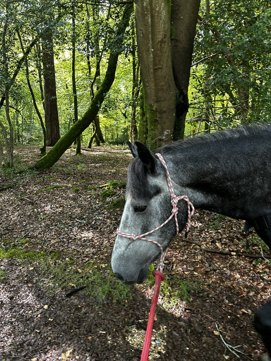 JoannaHolland80's tweet photo. Itβs Dreamers 5th birthday today β€οΈπ₯³π₯° so we went on a walk with a friend. Dreamer is still getting used to going out with another horses as itβs usually just us but he is getting better and better β€οΈ #birthdayboy #fivetoday #Bodminmoorpony https://t.co/IV7trdEchb