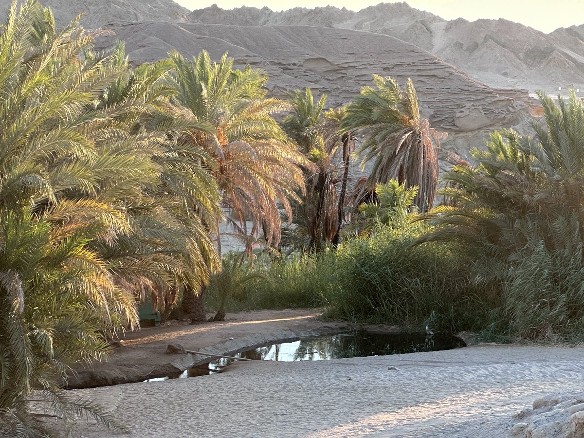 EvolveLeadLove's tweet photo. It was delight to drink water of #sacred #springs of #ProphetMoses PeaceBeUponHim
In a water starved space the sweet water of these springs along with fresh #dates from the nearby #trees was a delicious experience #AlMaqanah #SpringsOfMoses #TravelStories #SaudiArabia #Happiness https://t.co/WoNmHnsg7n