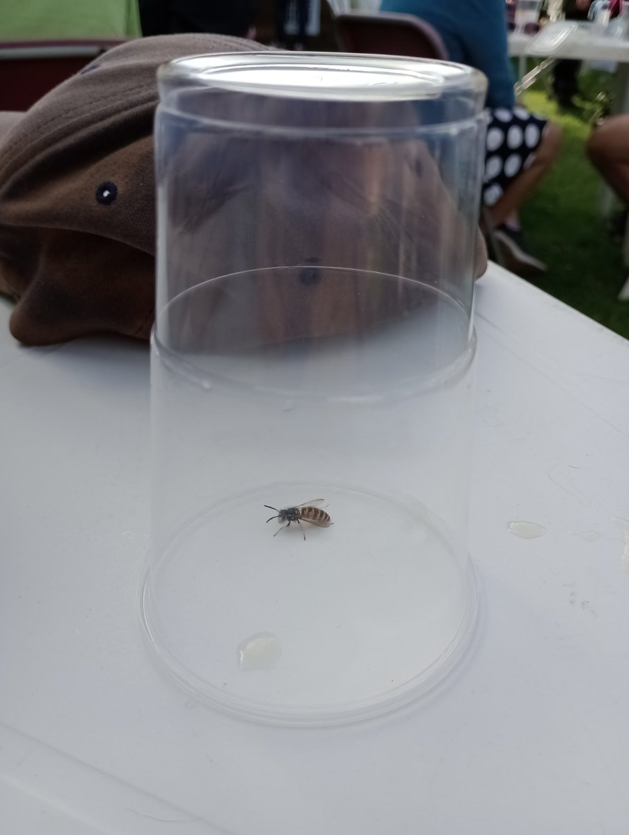 Picwnen go grac yn #ynysangharad heddi.  Fawr o feddwl gyda hi o'r seidr!