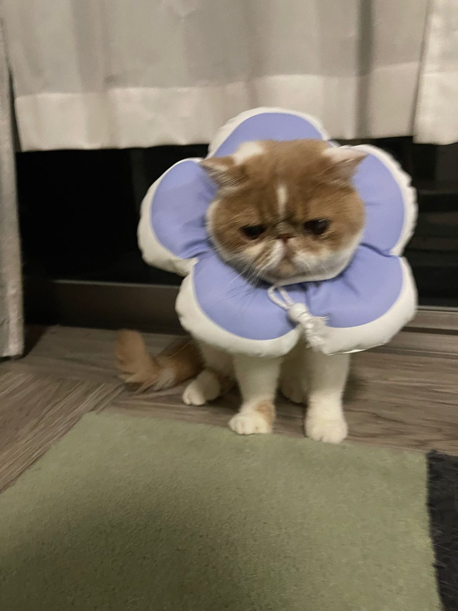 かわいいw
#エキゾチックショートヘア