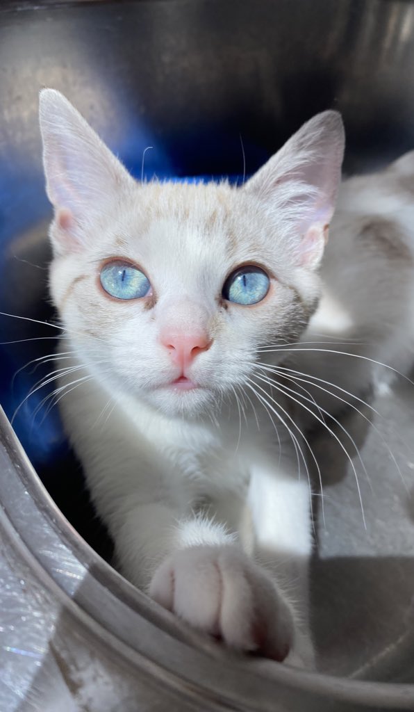 overdyIan's tweet photo. Innamorata del mio gatterello https://t.co/mLLQoRwnVp