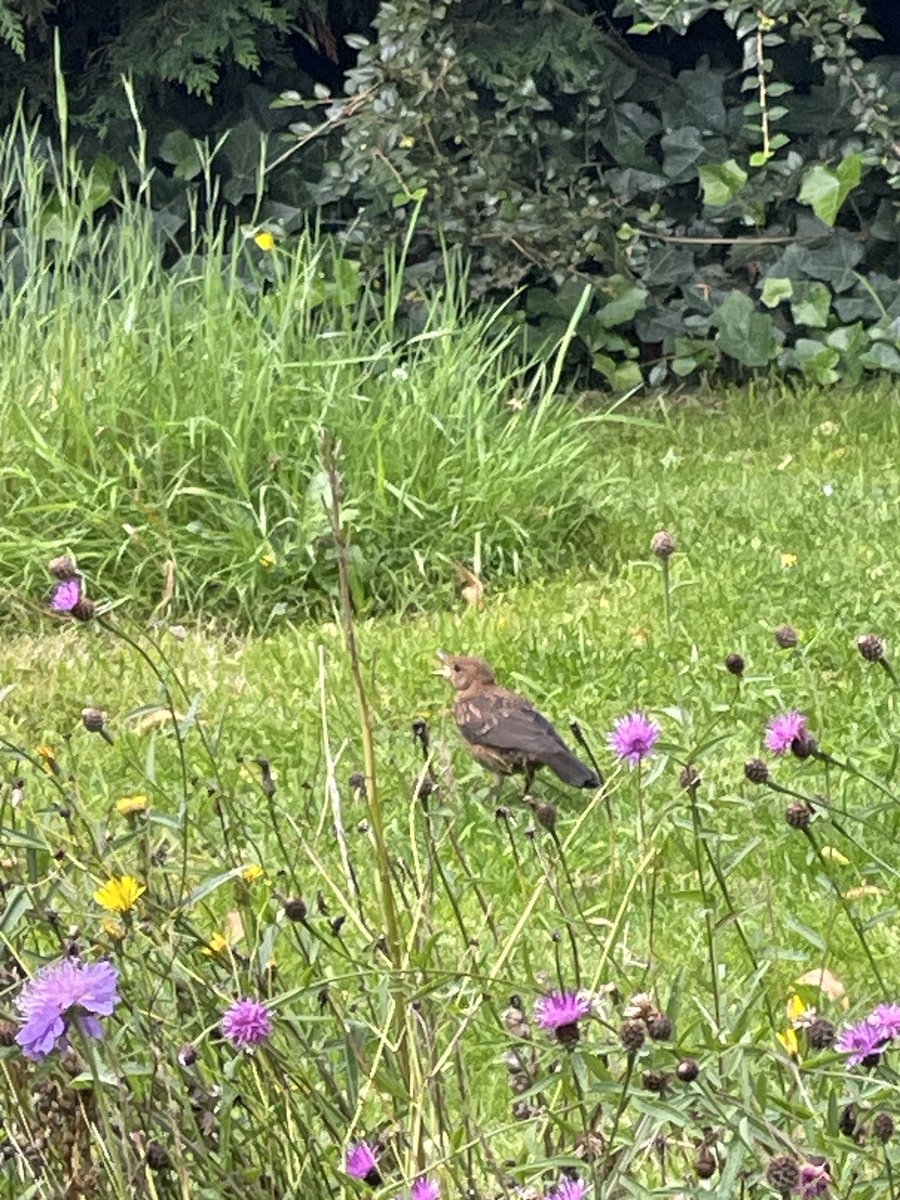 dominicsutton's tweet photo. #merlinbirdid tells me this is a red throated pipit, a rare autumn visitor to the UK. Does anybody agree? @_BTO @RSPBbirders @RSPBManchester @ChrisGPackham https://t.co/ni09HzbBiM