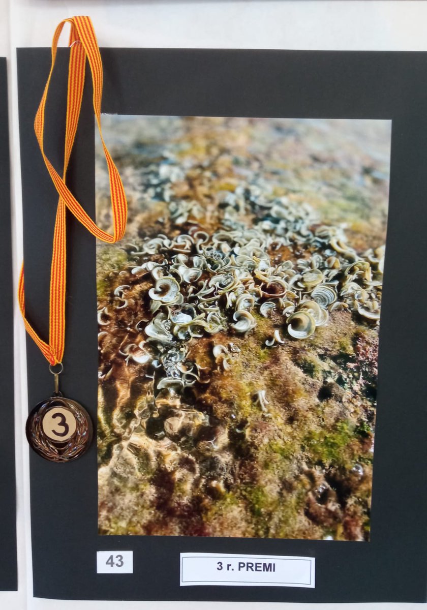 avvstjosepobrer's tweet image. 📸18é CONCURS DE FOTOGRÀFIC
🏘️SANT JOSEP OBRER #Valls 

Guanyadores:

1r premi: Laura Cuesta amb "Ombriu"
180€ i trofeu

2n premi: Roser Mateu amb "La primera"
90€ i trofeu

3r premis: Maite Blasco amb "Visions marines"
50€ i trofeu

Enhorabona a totes tres❗️

Continua 🧵⬇️