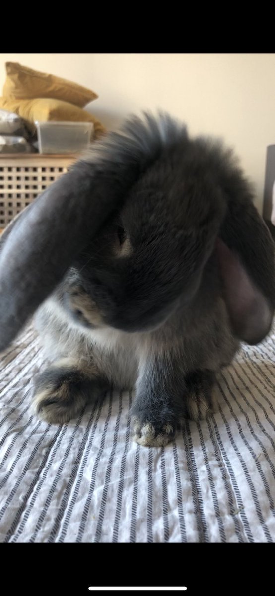 Dory_Sabu's tweet photo. Still trying to figure out if I brought home a 🐰 or a mini 🐘 https://t.co/UDMigh4tPu