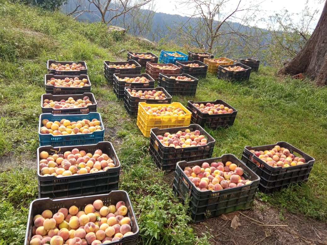 BrendaRibeiroG's tweet photo. Buen día 🌱💚☕
Con estás fotos geniales que me envía Marco Cortez desde el Jarillo Agricultor de Duraznos
#Miranda 🖤❤️💛 #Jarillo #HechoEnVenezuela https://t.co/RJA43YKLav