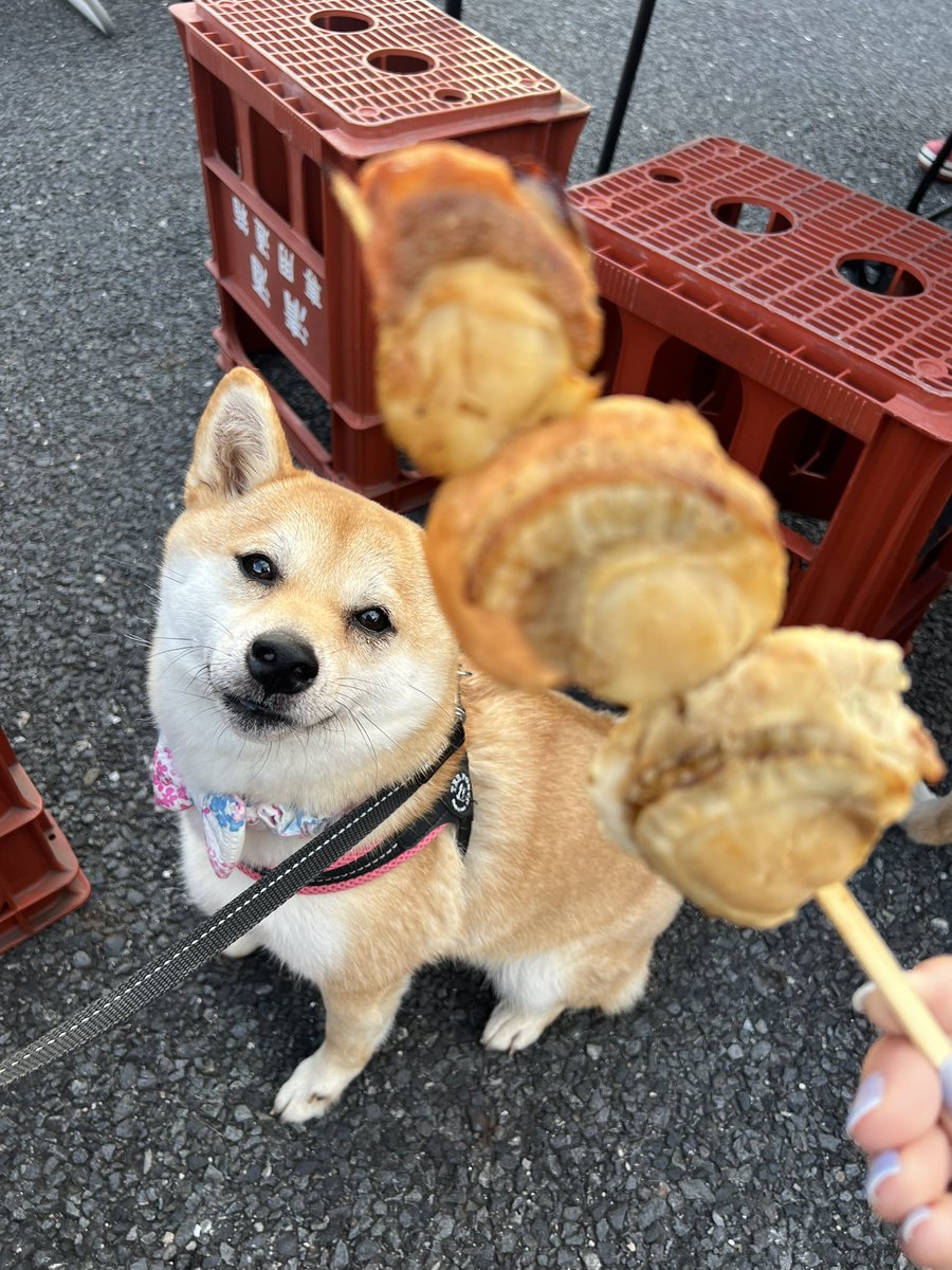 柴犬うまる (@48umaru) / Posts / X, image size:900x1200