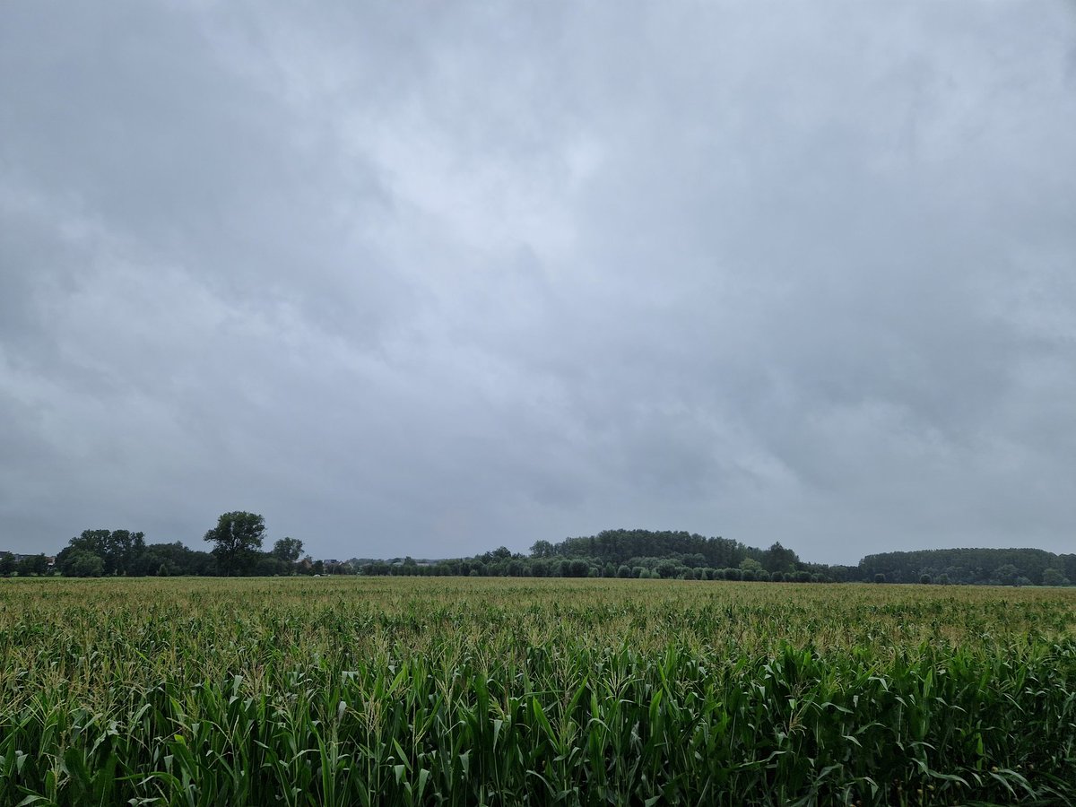 JessicaVerhulst's tweet photo. 🌧 Hombeek, 11u43 #vrtweer https://t.co/ehgF7OS94r