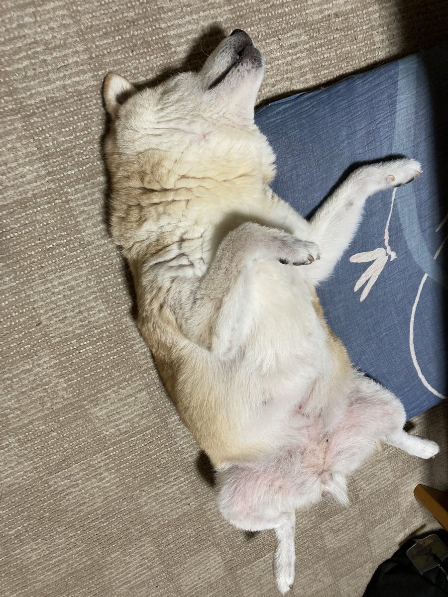 mamecb's tweet photo. https://t.co/GS6AAM7Siq