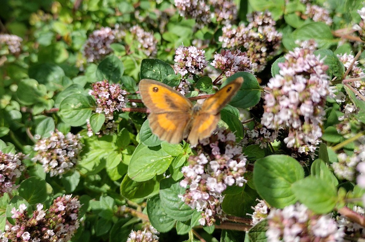 Dr_Emma_T's tweet photo. Today is the last day of the #BigButterflyCount @savebutterflies. I've just spent a very pleasant, peaceful 15 mins counting the #butterfly species in my garden. Lots of Gatekeepers on the oregano 🦋 https://t.co/mZrT34GRC5