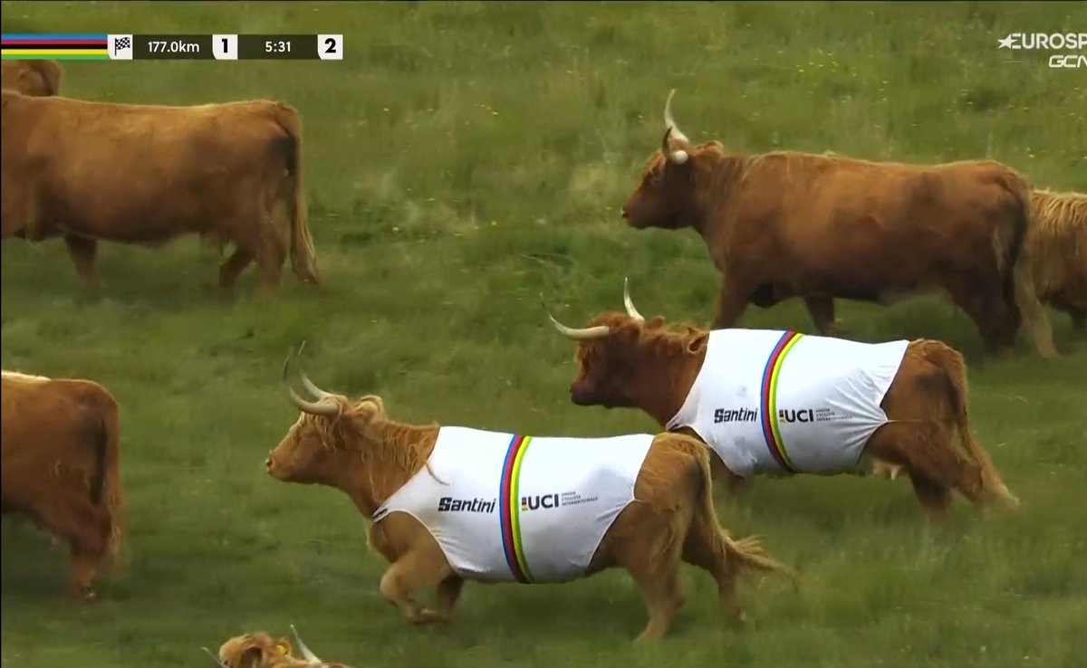 Cycling out of context tweet media