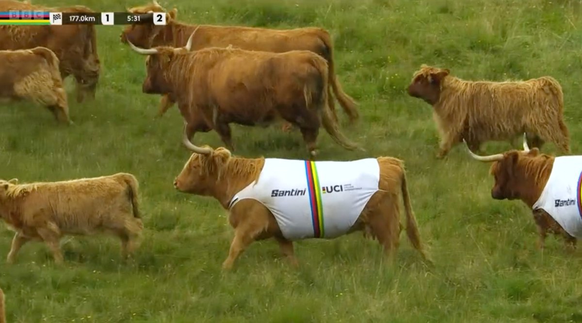 CyclingWorlds's tweet image. HIGHLAND COOOOOOOS🏴󠁧󠁢󠁳󠁣󠁴󠁿

LOOK AT HOW CUTE THEY ARE 😍#GlasgowScotland2023