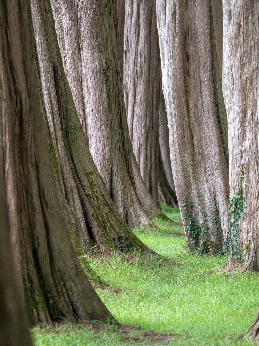 Always looking for a different or new composition for my photos. Loved these trees in a row, my zoom lens compressed them closer than they actually are. #photography #travelphotography #lumixphoto #trees