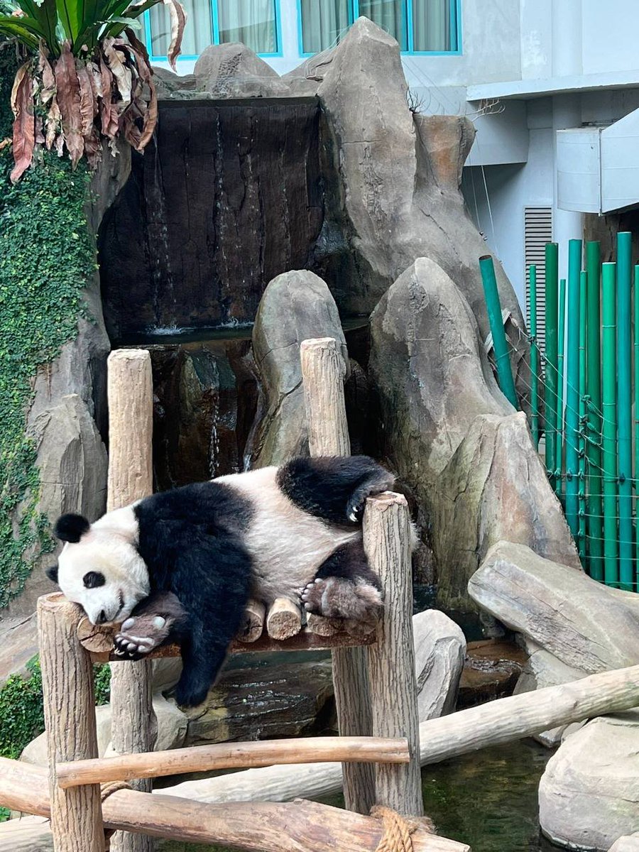 EVAdftjl1's tweet photo. What's in the zoo?
Pandas, elephants, orangutans. https://t.co/PFQsa9mV6W