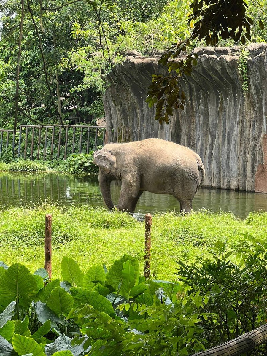 EVAdftjl1's tweet photo. What's in the zoo?
Pandas, elephants, orangutans. https://t.co/PFQsa9mV6W