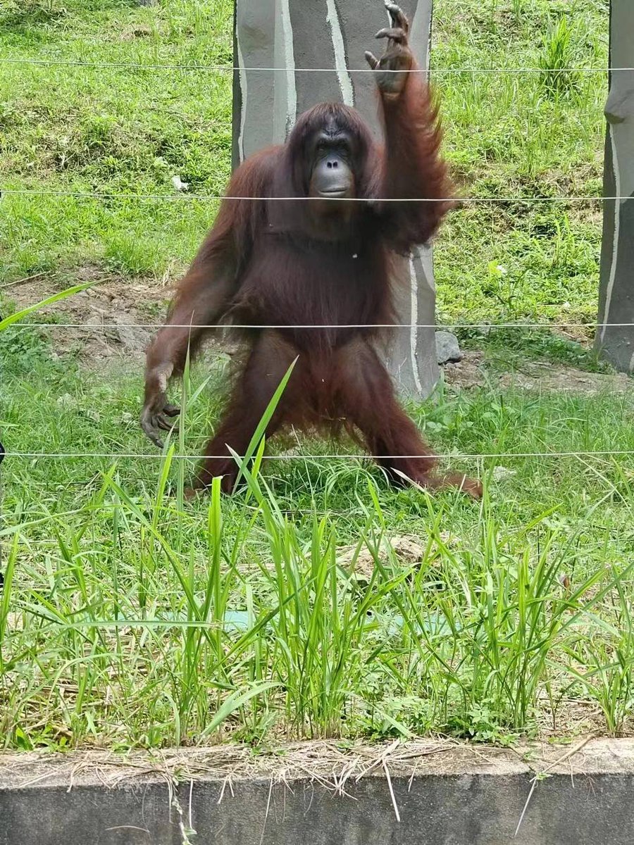 EVAdftjl1's tweet photo. What's in the zoo?
Pandas, elephants, orangutans. https://t.co/PFQsa9mV6W