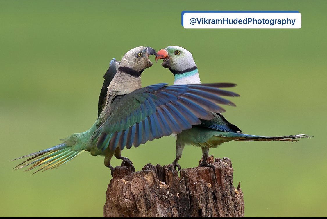 Dr Vikram Huded tweet media