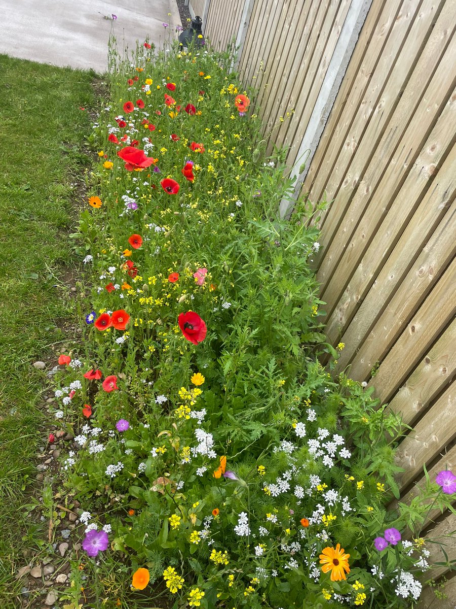 The Annual Pollinator Mix 🌸 The perfect mix for adding colour and boosting biodiversity in a modern garden.