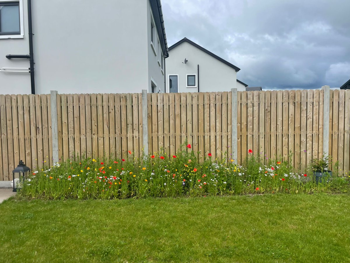 BloomingNative's tweet photo. The Annual Pollinator Mix 🌸 The perfect mix for adding colour and boosting biodiversity in a modern garden. https://t.co/bciHkb72sb