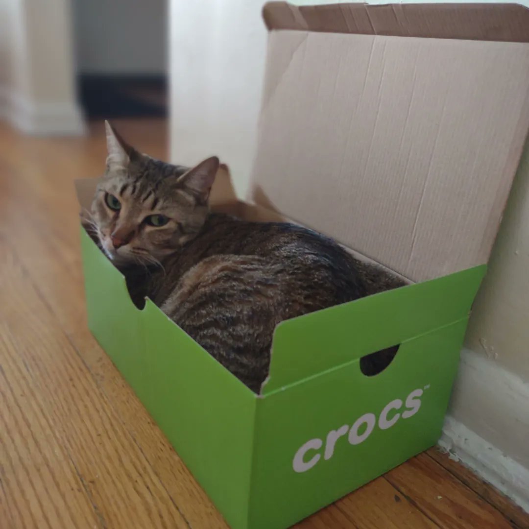 WillhelmLoafCat's tweet photo. Your crocs have arrived!

#catsoftwitterandinstagram #catstagram #CatsOfX #cats #catslover
https://t.co/sMwOa7Gdbj https://t.co/WMVb93Aop8