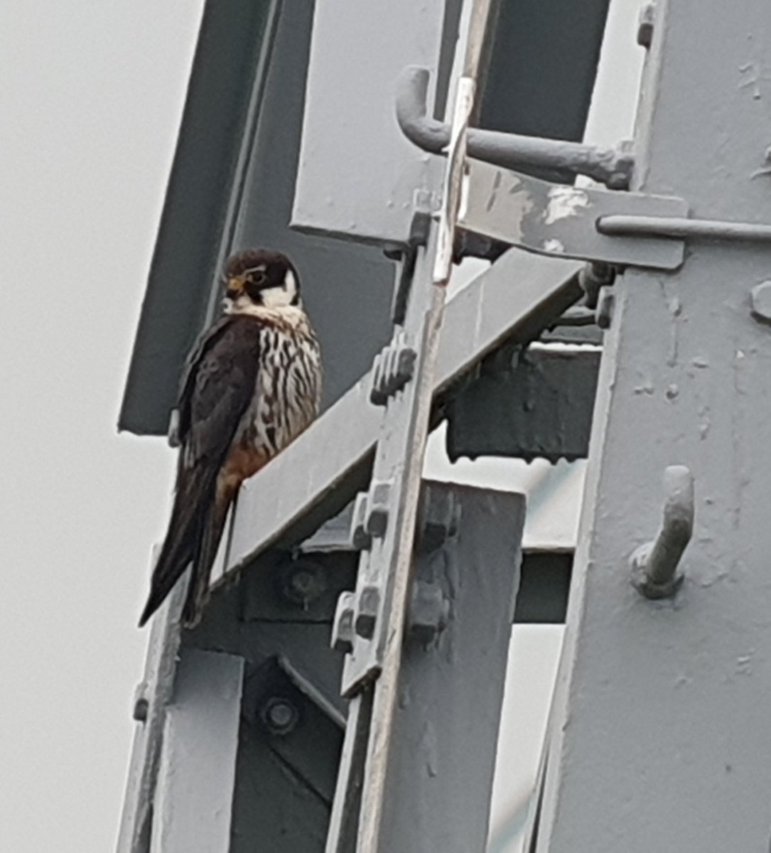 JacquesvdPloeg's tweet photo. 2 nesten met jonge #boomvalken zijn succesvol! 1 met 3 jongen en 1 met 2 jongen. Blij dat deze de storm overleefd hebben! Ik word wel scherp in de gaten gehouden! @Sovon @wgroofvogels #roofvogels #genieten https://t.co/q1mrbgft37