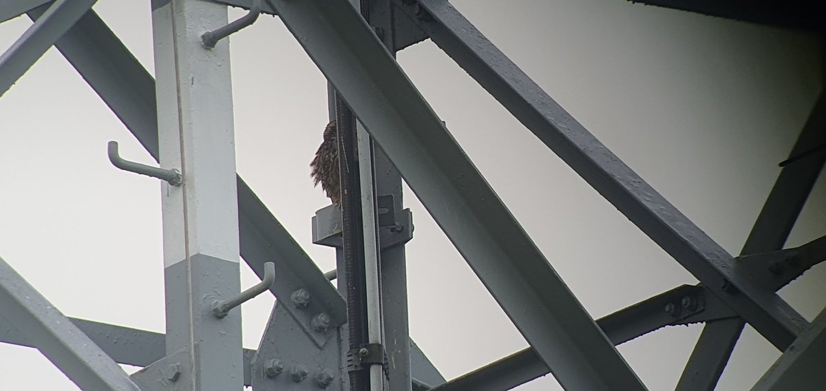 JacquesvdPloeg's tweet photo. 2 nesten met jonge #boomvalken zijn succesvol! 1 met 3 jongen en 1 met 2 jongen. Blij dat deze de storm overleefd hebben! Ik word wel scherp in de gaten gehouden! @Sovon @wgroofvogels #roofvogels #genieten https://t.co/q1mrbgft37
