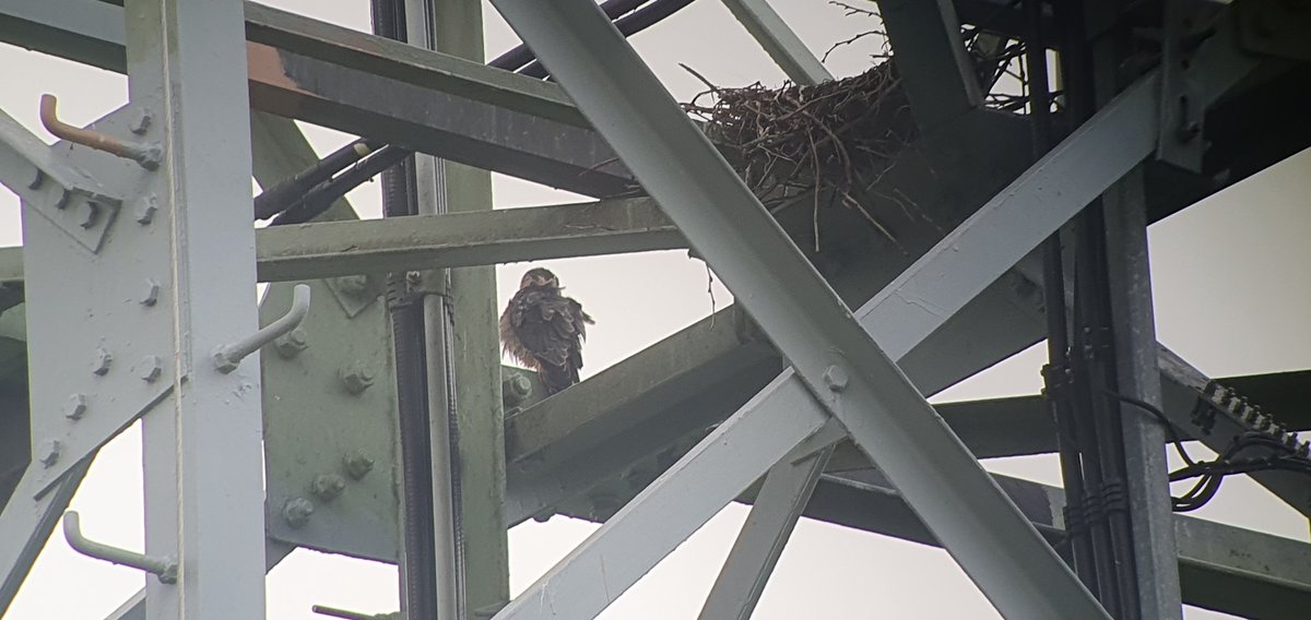 2 nesten met jonge #boomvalken zijn succesvol! 1 met 3 jongen en 1 met 2 jongen. Blij dat deze de storm overleefd hebben! Ik word wel scherp in de gaten gehouden! <a href="/Sovon/">Sovon Vogelonderzoek Nederland</a> <a href="/wgroofvogels/">werkgroeproofvogels</a> #roofvogels #genieten