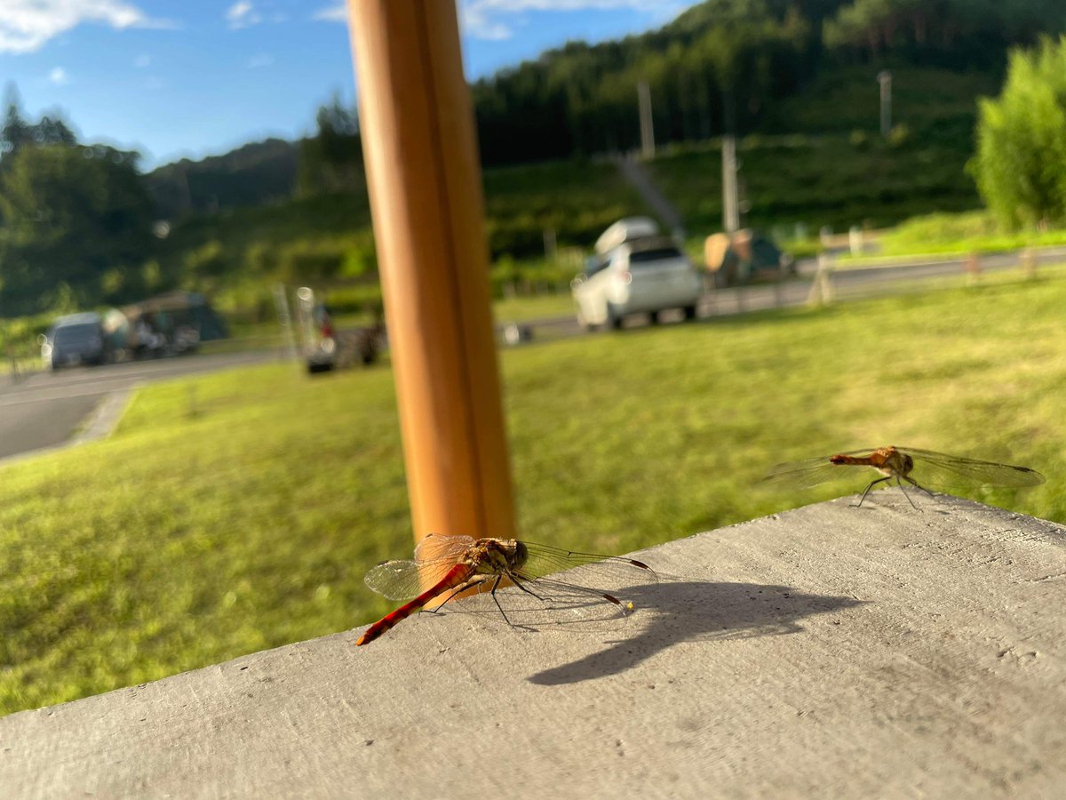 根浜の朝！写真では写せないほど最高の風景✨
ただ一つ言えることはこの時期のテント泊暑すぎ🤤おかげで太陽の道が見えました😁
#釜石市民歴そろそろ1年
#根浜シーサイド