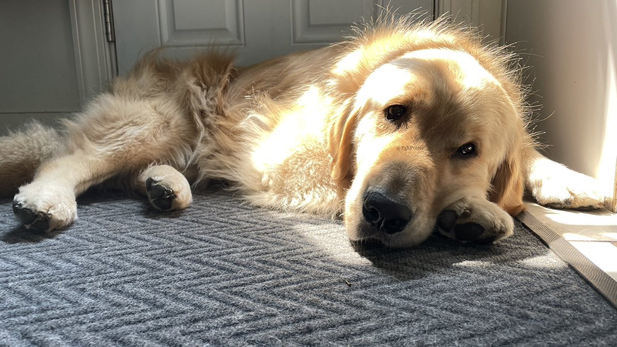 PghGoldens's tweet photo. It’s #SunPuddleSunday and I found the only sun puddle in the house. 

#DogsOfTwitter #GoldenRetrievers https://t.co/BEvByP2ISo