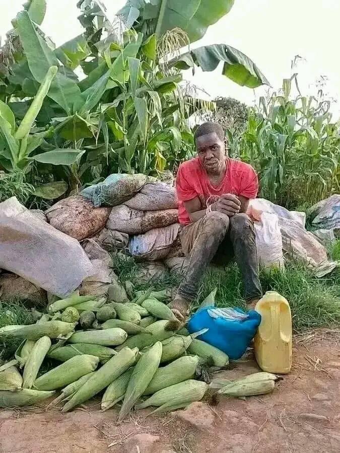 He decided to harvest on behalf of the owner