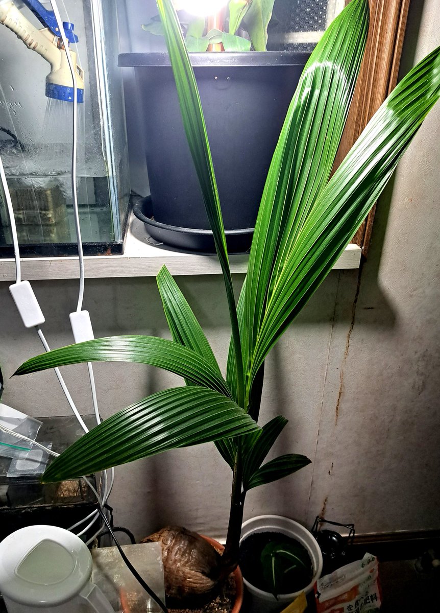 寝起きっ♪ヤシの木っ🌴♪