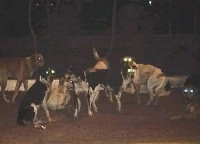 يسيبو الزبراطة و يعضو اللي ماشين يصليو الفجر