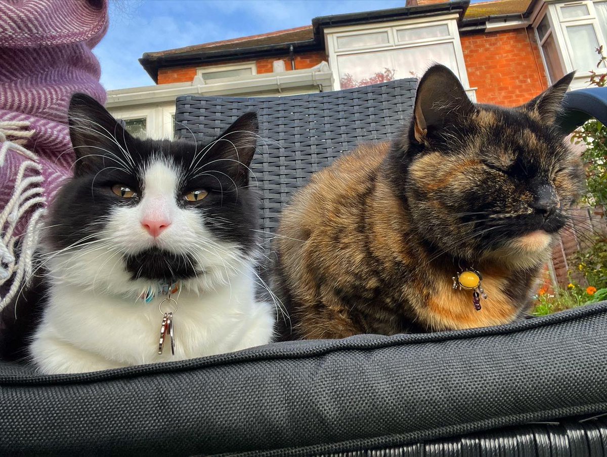 NatCBrooks's tweet photo. My early morning buddies 🥰🖤🐈⬛🐈⬛🐾🤎🧡
#smartie #ludo #mybabies❤️ #knowwhenyouneedthem #alwaysthere #specials #whatwouldidowithoutthem #gremmie #thefloof #lovethem https://t.co/cu7uzQPf3Y