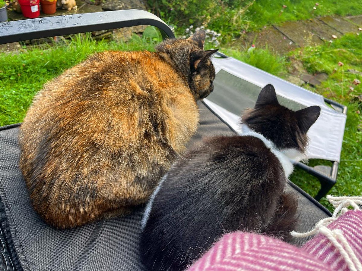NatCBrooks's tweet photo. My early morning buddies 🥰🖤🐈⬛🐈⬛🐾🤎🧡
#smartie #ludo #mybabies❤️ #knowwhenyouneedthem #alwaysthere #specials #whatwouldidowithoutthem #gremmie #thefloof #lovethem https://t.co/cu7uzQPf3Y