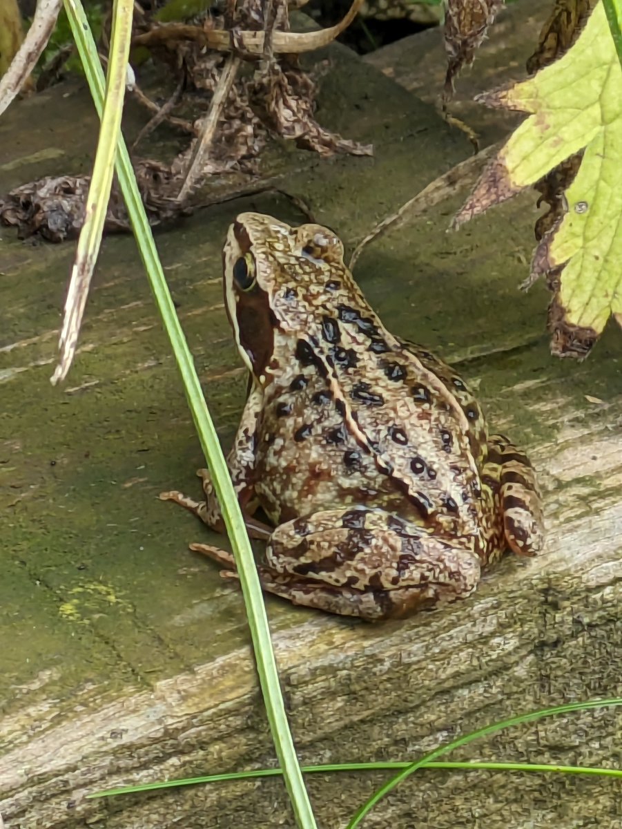 Had some company, this morning, whilst gardening. #nature #frog