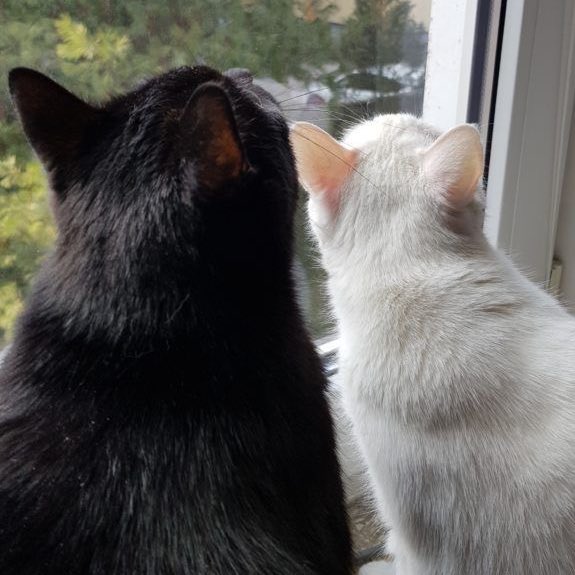 ricky as cats (@riyangiscat) on Twitter photo 