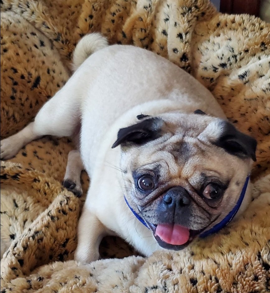 Guppy ' s mom tweet media