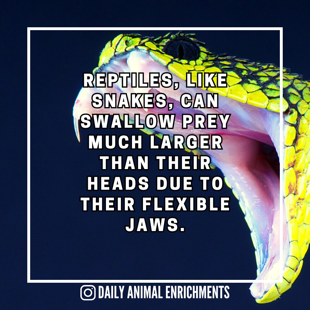 Have you ever seen a snake in real life? 😲
•
•
•
•
#DailyAnimalEnrichments #DailyAnimalFacts #AnimalsOfInstagram #AnimalFacts #WildlifeWonder #NatureFacts #AnimalLovers #InstaAnimals #AnimalTrivia #NaturePhotography #WildlifeFacts #AnimalWorld
instagram.com/p/CvfOBqktY4_/…