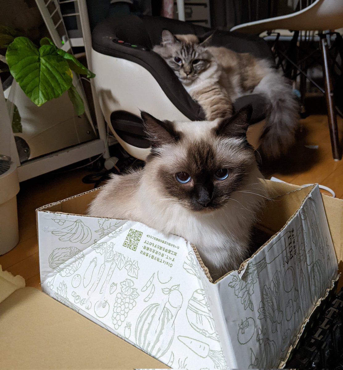 今日も1日お疲れ様でしたෆ˚*
 #ラグドール
 #猫のいる暮らし 
 #おやすみなさい